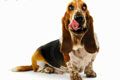 Хороший ветеринар - иконка «для собак» в Тайге